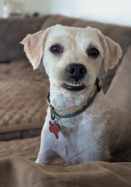 Finnegan, a Adopted mixed breed in San Diego, CA image 2/3