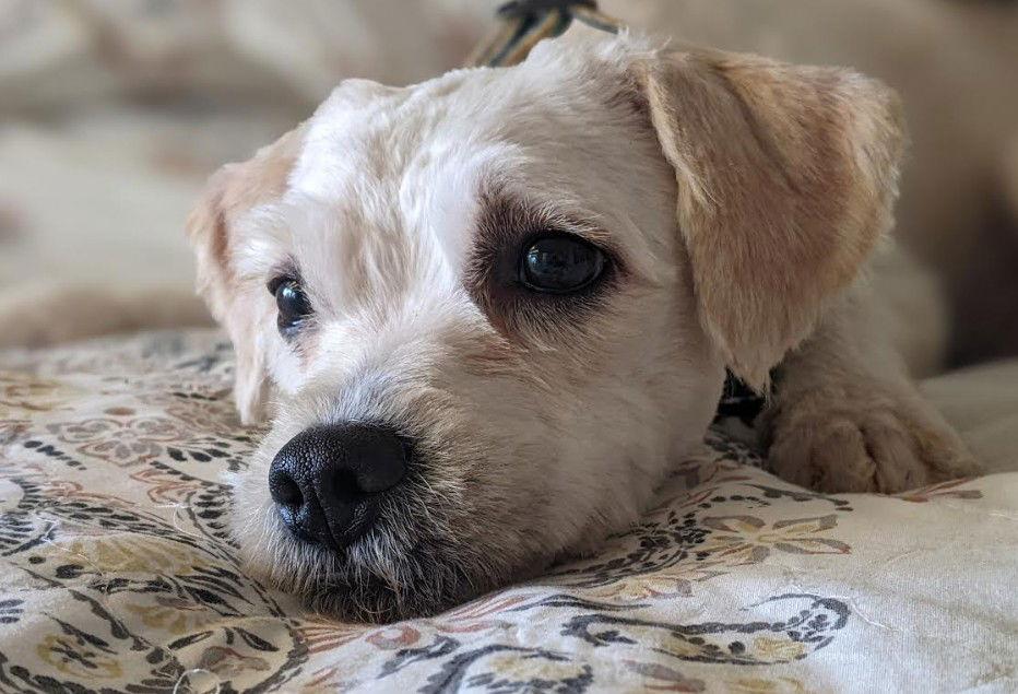 Finnegan, a Adopted mixed breed in San Diego, CA image 3/3