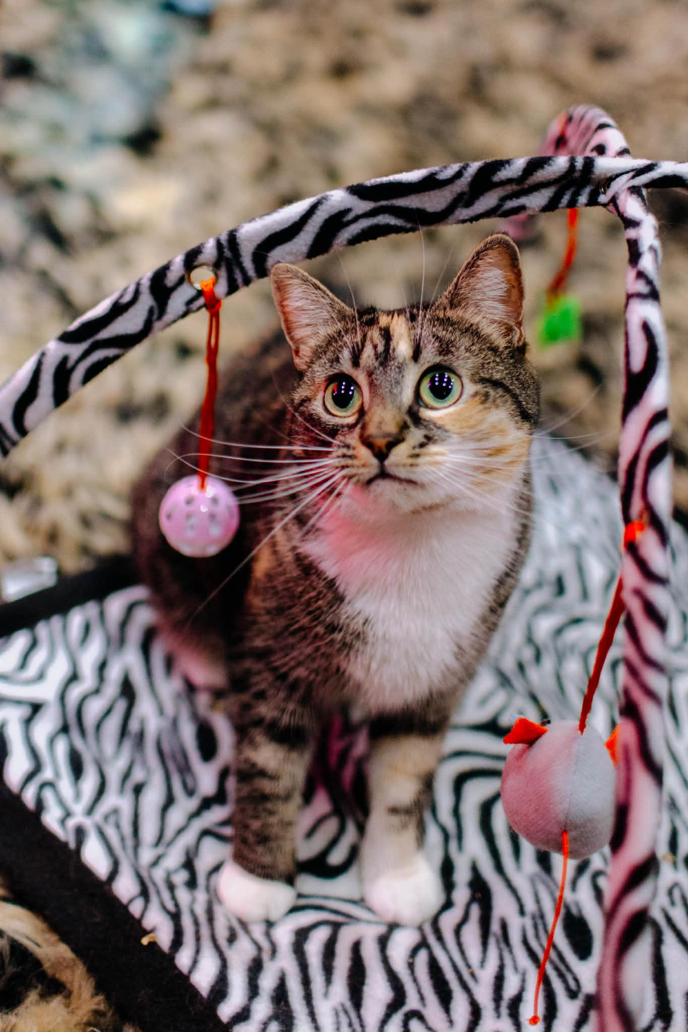 Enlarge Bella & Lucky, a ADOPTABLE Domestic Short Hair in Kennebunk , ME image 1/5