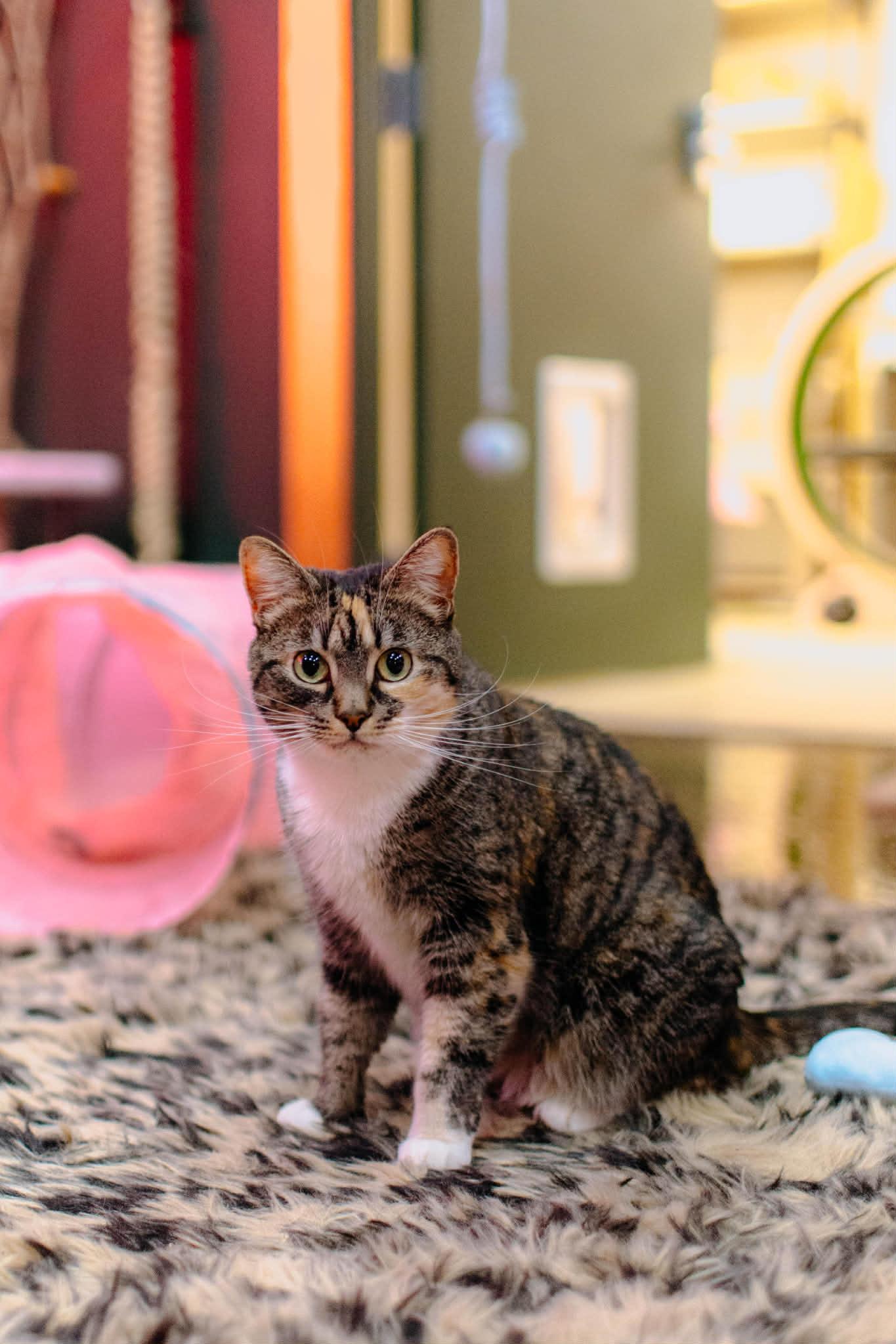 Enlarge Bella & Lucky, a ADOPTABLE Domestic Short Hair in Kennebunk , ME image 3/5