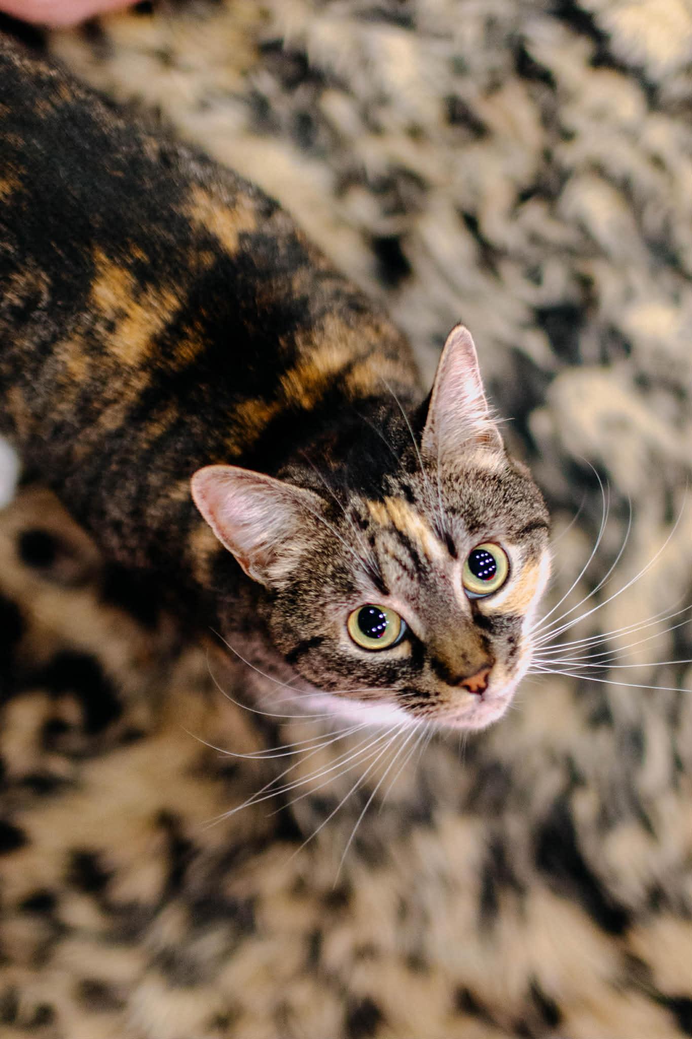 Enlarge Bella & Lucky, a ADOPTABLE Domestic Short Hair in Kennebunk , ME image 5/5