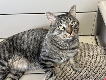 Kodak, an adoptable Domestic Short Hair in DeKalb, IL, 60115 | Photo Image 1