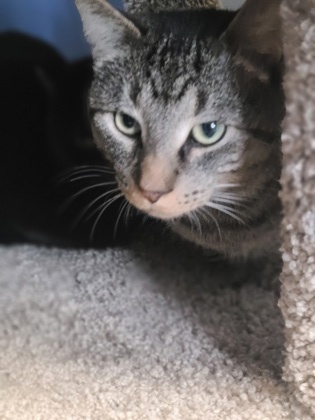 Kodak, an adoptable Domestic Short Hair in DeKalb, IL, 60115 | Photo Image 2