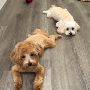 Enlarge Boca (and Bailey), an adopted Maltipoo in Boca Raton, FL image 6/6