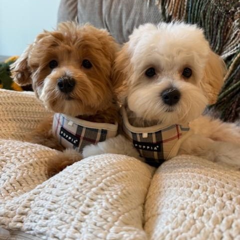 Enlarge Boca (and Bailey), an adopted Maltipoo in Boca Raton, FL image 3/6