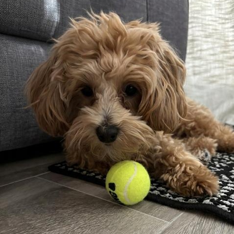Enlarge Boca (and Bailey), an adopted Maltipoo in Boca Raton, FL image 4/6
