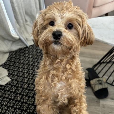 Enlarge Boca (and Bailey), an adopted Maltipoo in Boca Raton, FL image 1/6