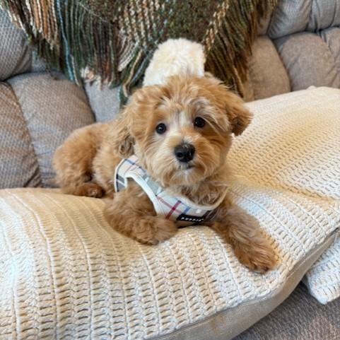 Enlarge Boca (and Bailey), an adopted Maltipoo in Boca Raton, FL image 2/6