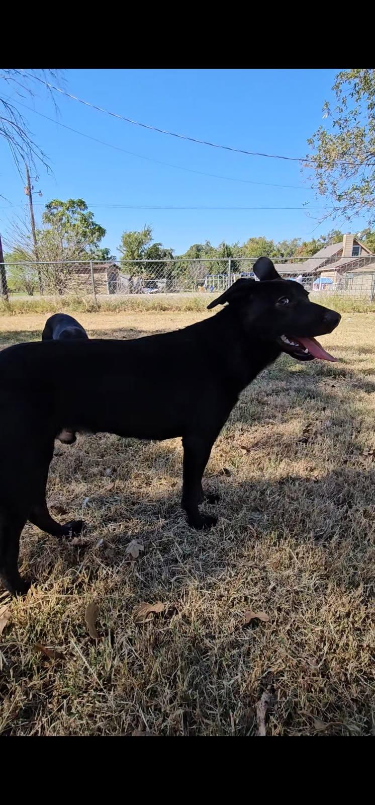 Jax, Adoptable, Young Male German Shepherd Dog & Dutch Shepherd.