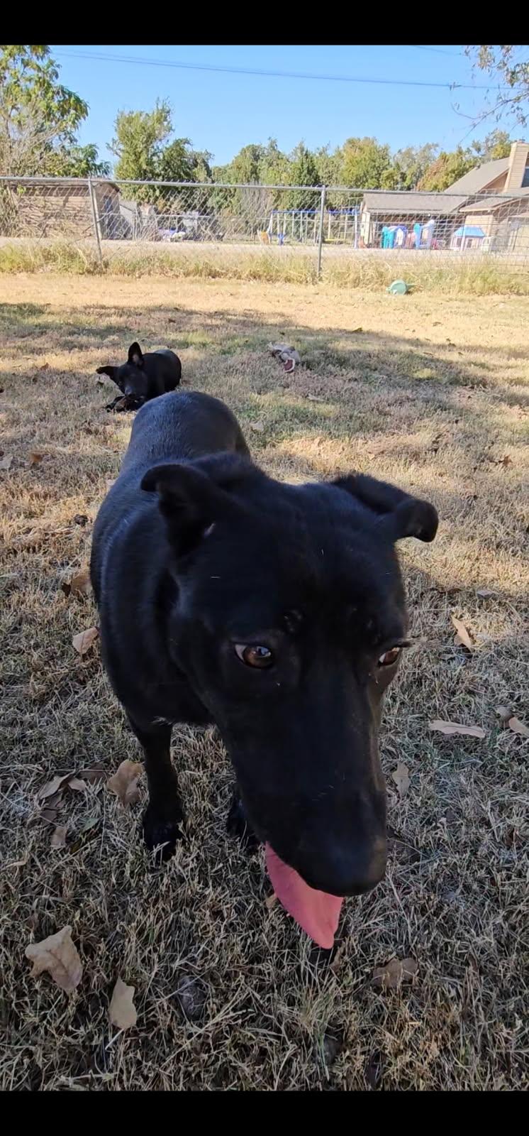 Jax, a Adoptable mixed breed in Orange Grove, TX image 2/3