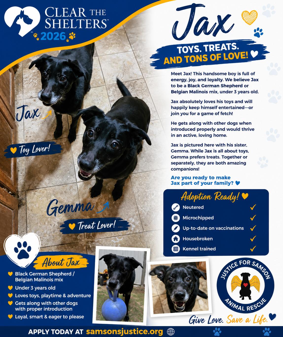 Jax, a Adoptable mixed breed in Falfurrias, TX image 2/3