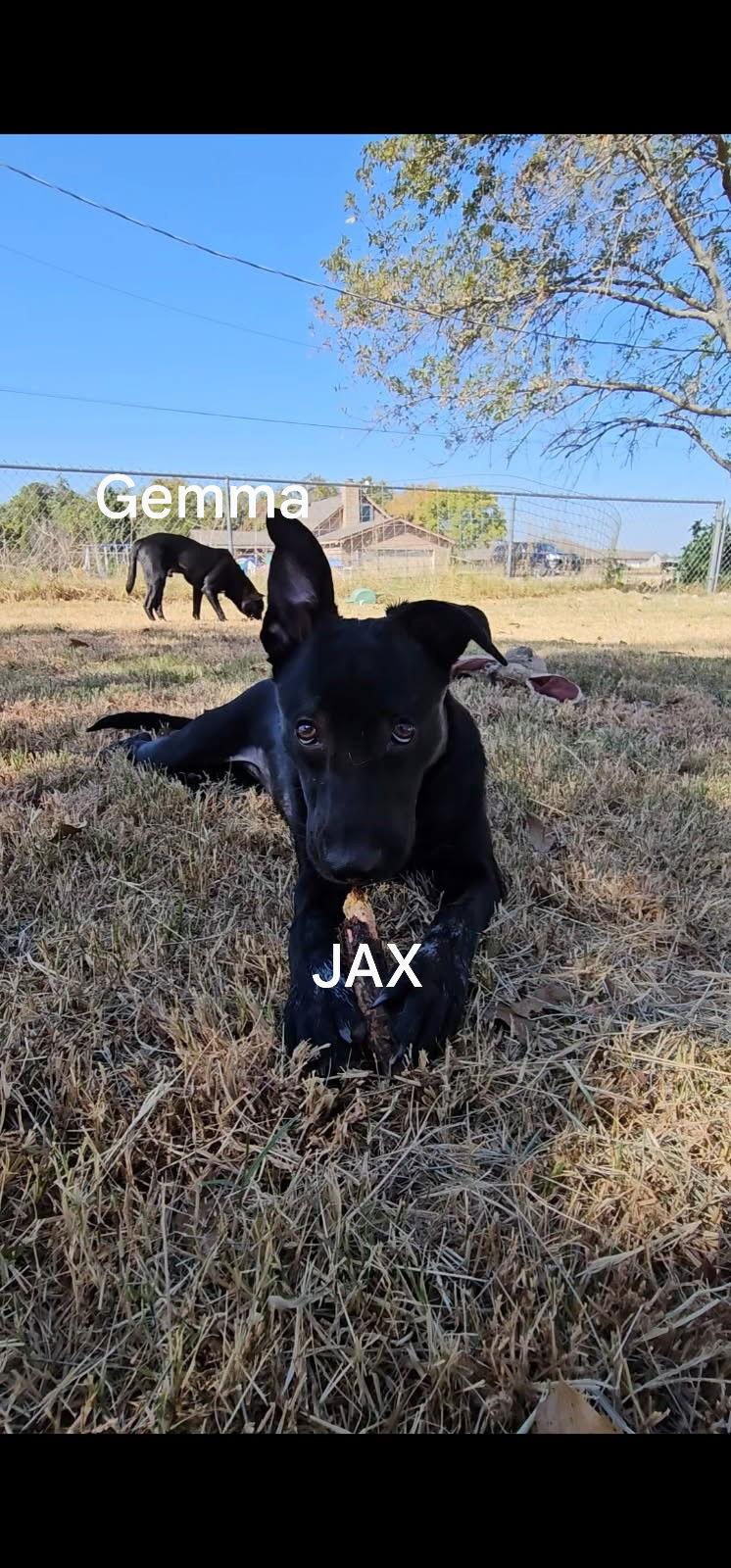 Jax, a Adoptable mixed breed in Orange Grove, TX image 3/3