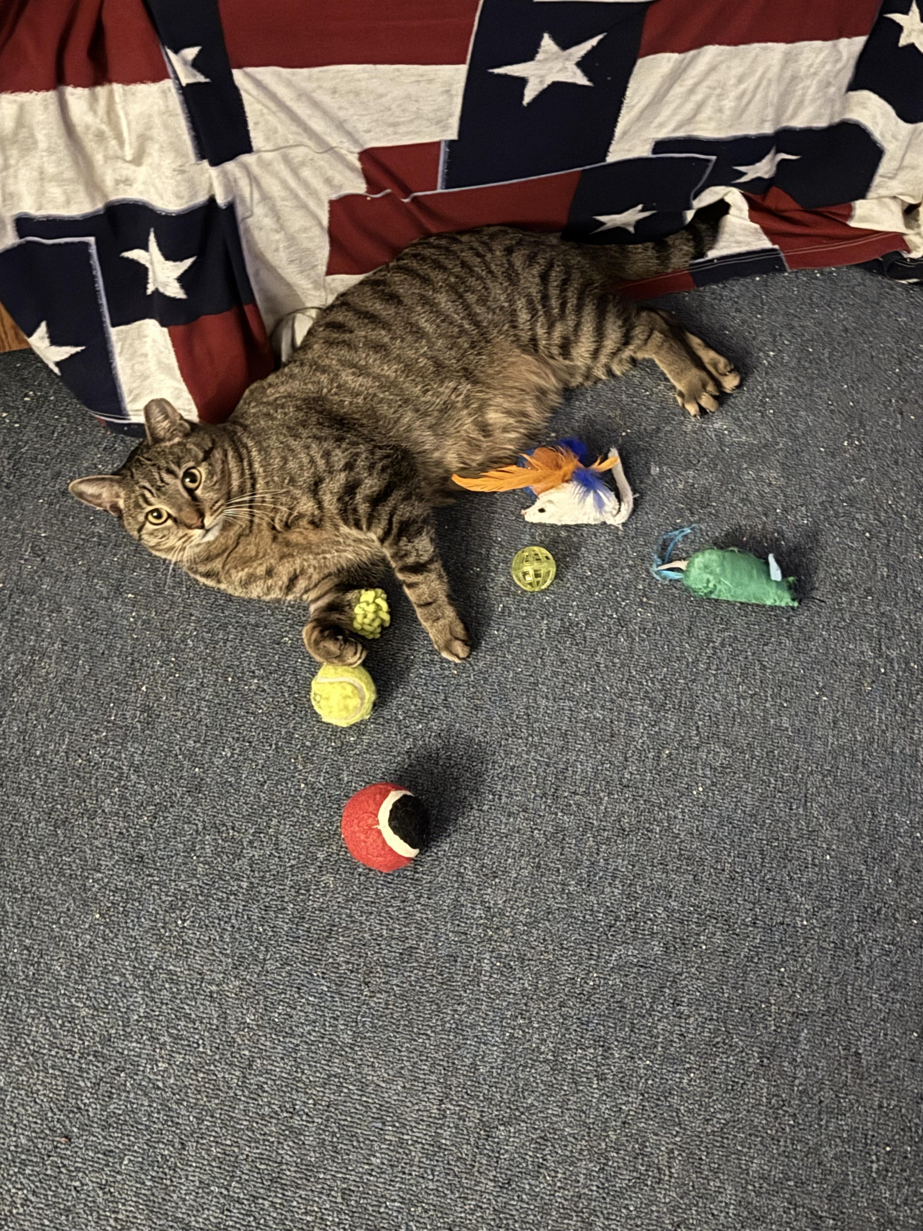 Baxter, a Adoptable Domestic Short Hair in Louisville, KY image 1/2