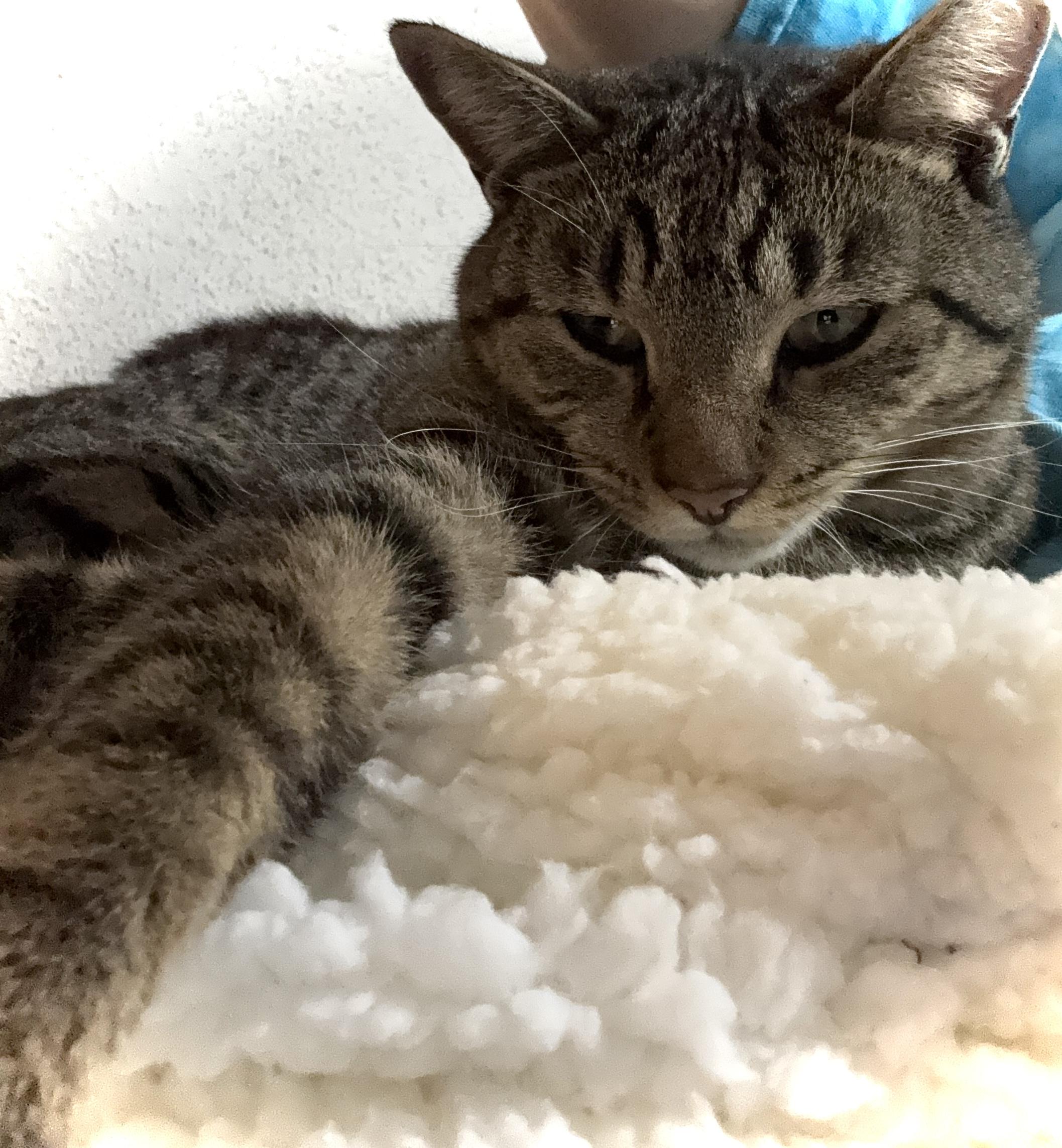 Baxter, a Adoptable Domestic Short Hair in Louisville, KY image 2/2