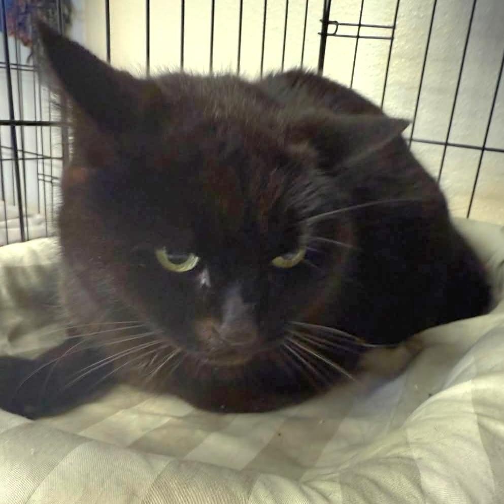 Gabby, Senior Female Domestic Short Hair