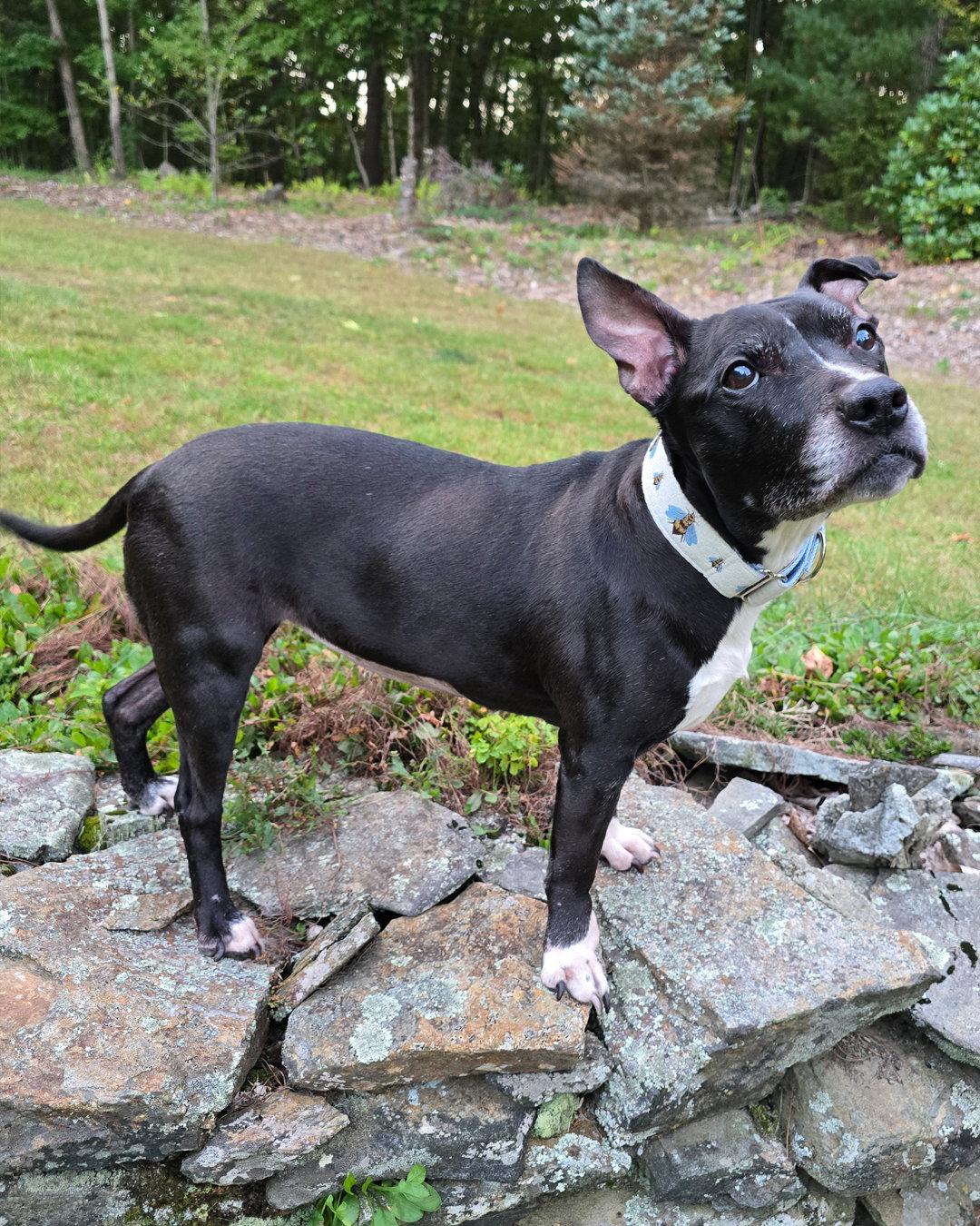 Enlarge Charlotte York, a Adoptable Pit Bull Terrier in Westminster, MA image 1/3