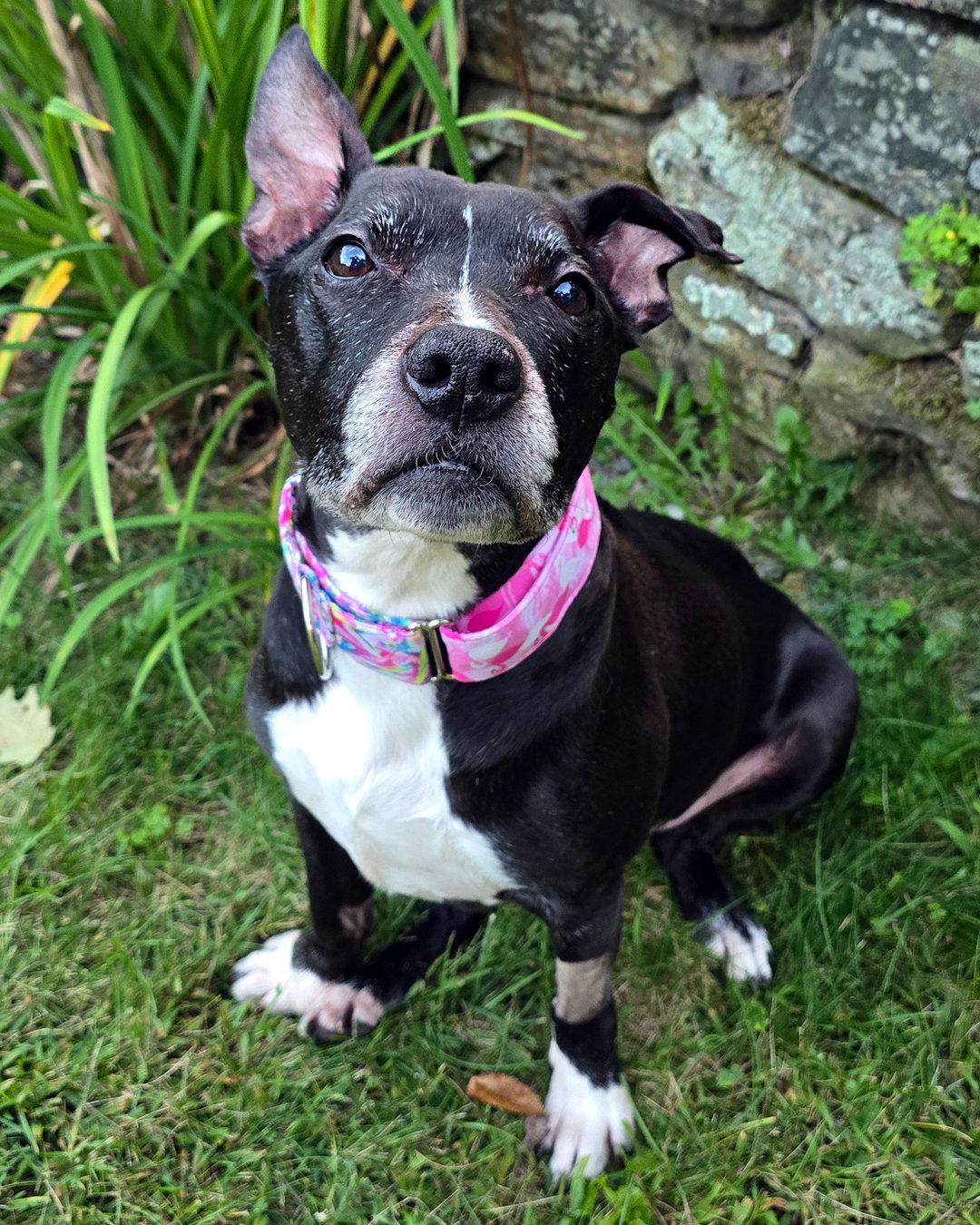Enlarge Charlotte York, a Adoptable Pit Bull Terrier in Westminster, MA image 2/3