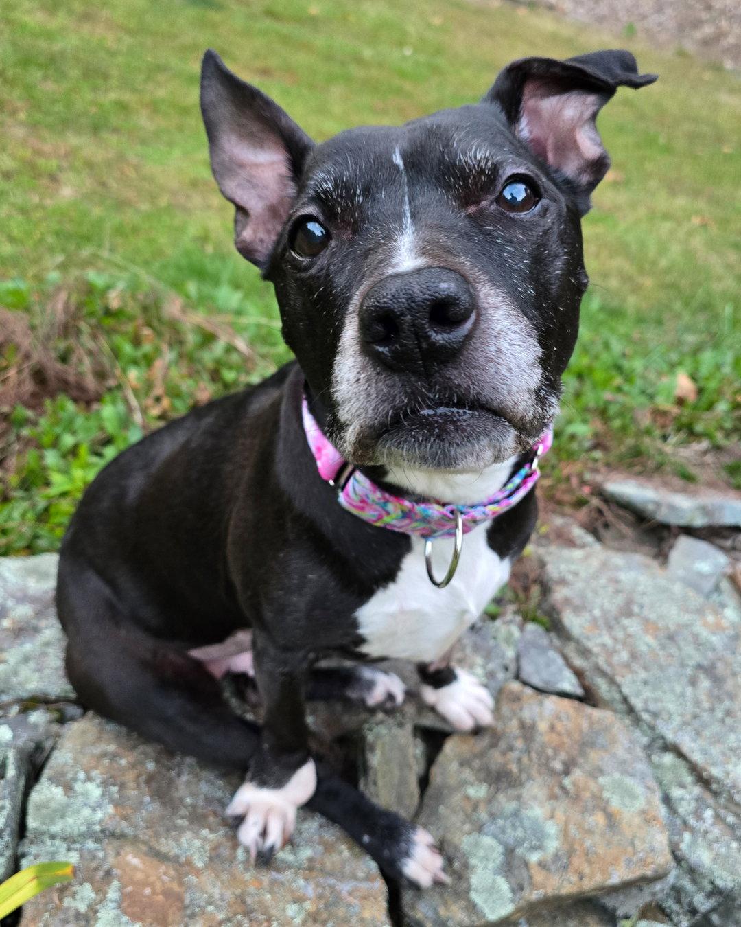 Enlarge Charlotte York, a Adoptable Pit Bull Terrier in Westminster, MA image 3/3