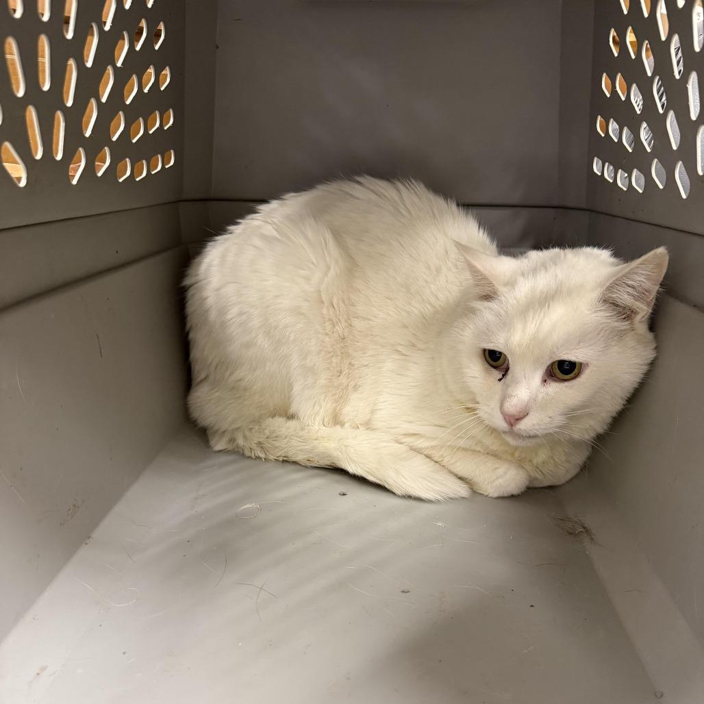 Enlarge Patches, a ADOPTABLE Domestic Short Hair in Monticello, IA image 3/3