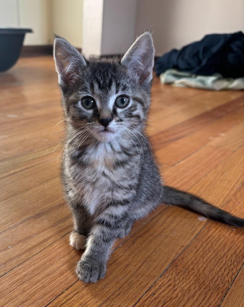 Savannah, Adoptable, Kitten Female Domestic Short Hair.