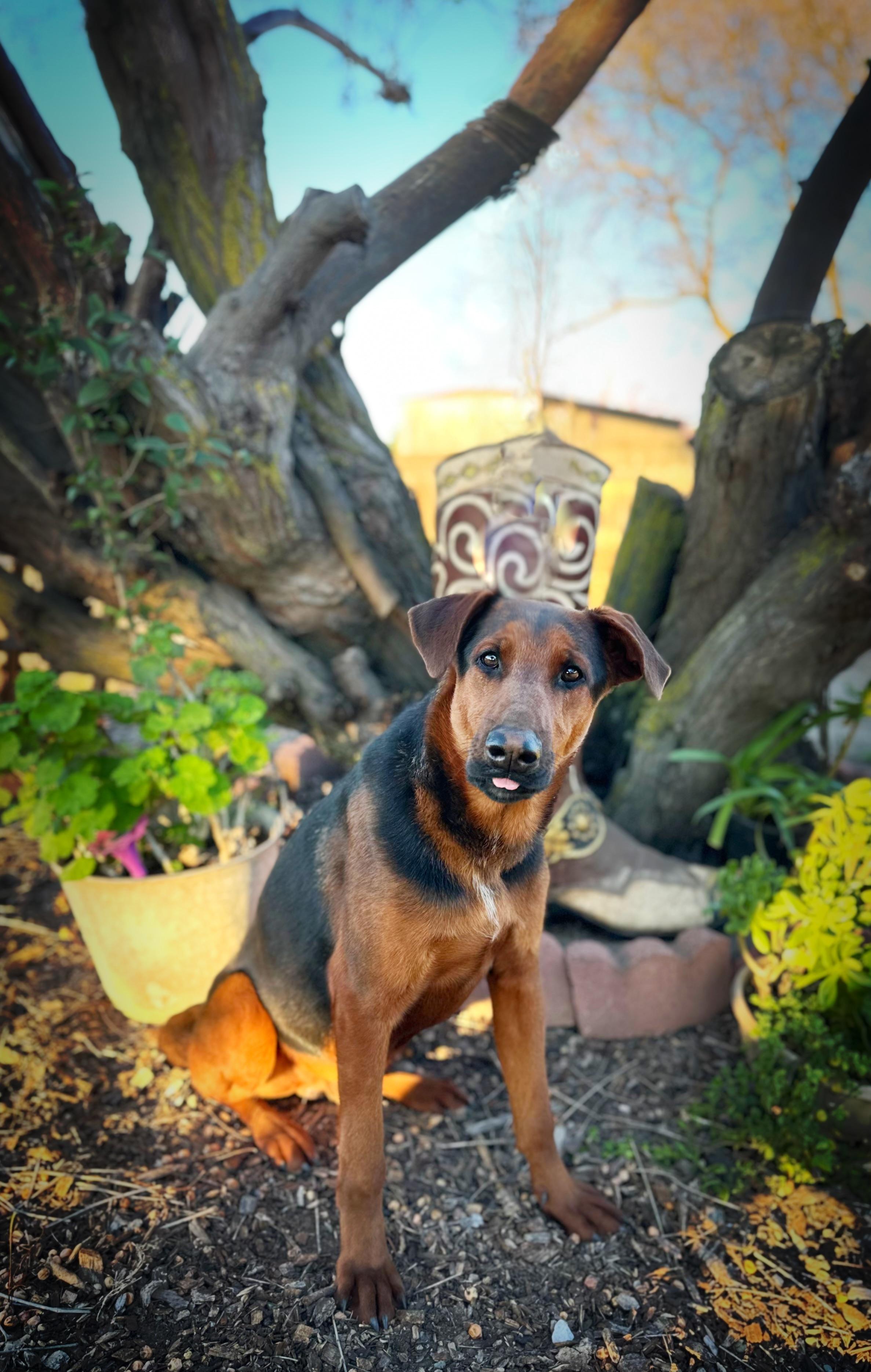 Kirby, a ADOPTABLE mixed breed in Modesto , CA image 2/3