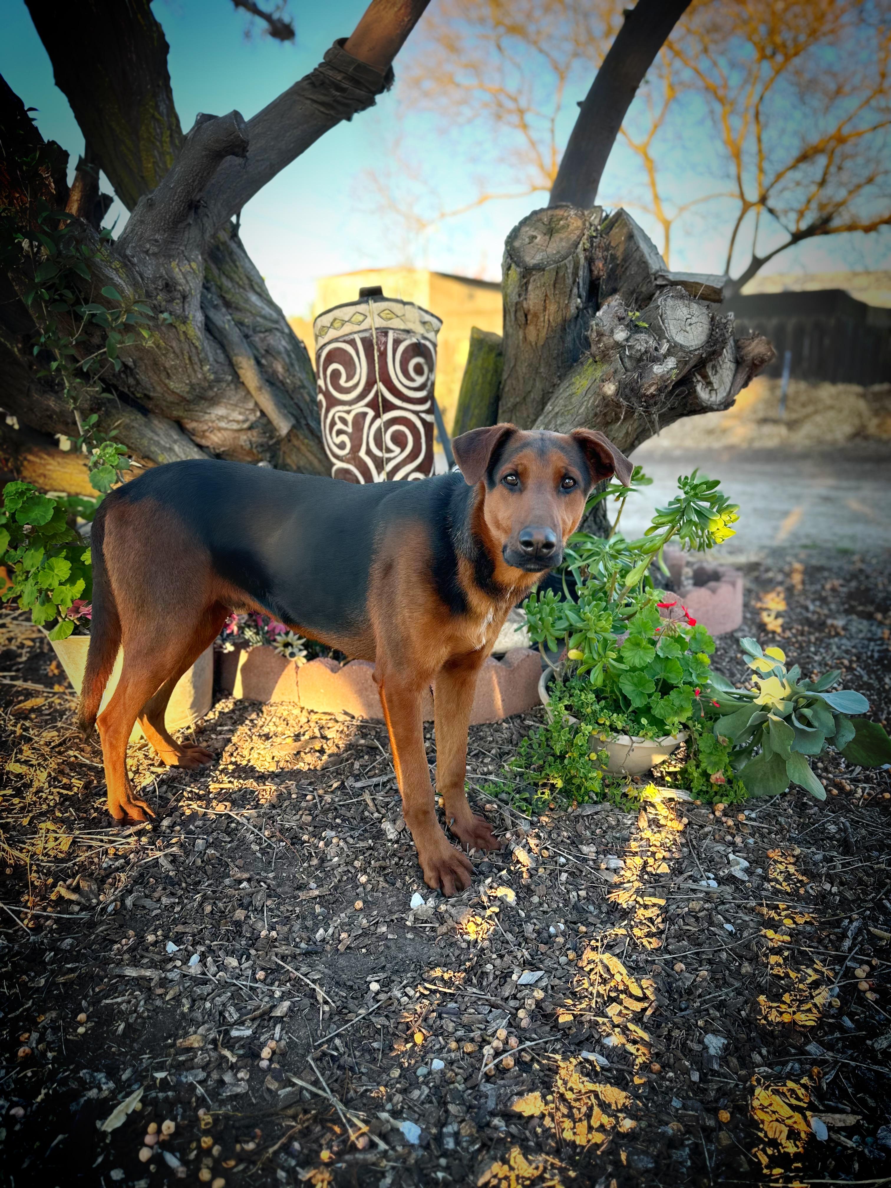 Kirby, a ADOPTABLE mixed breed in Modesto , CA image 3/3