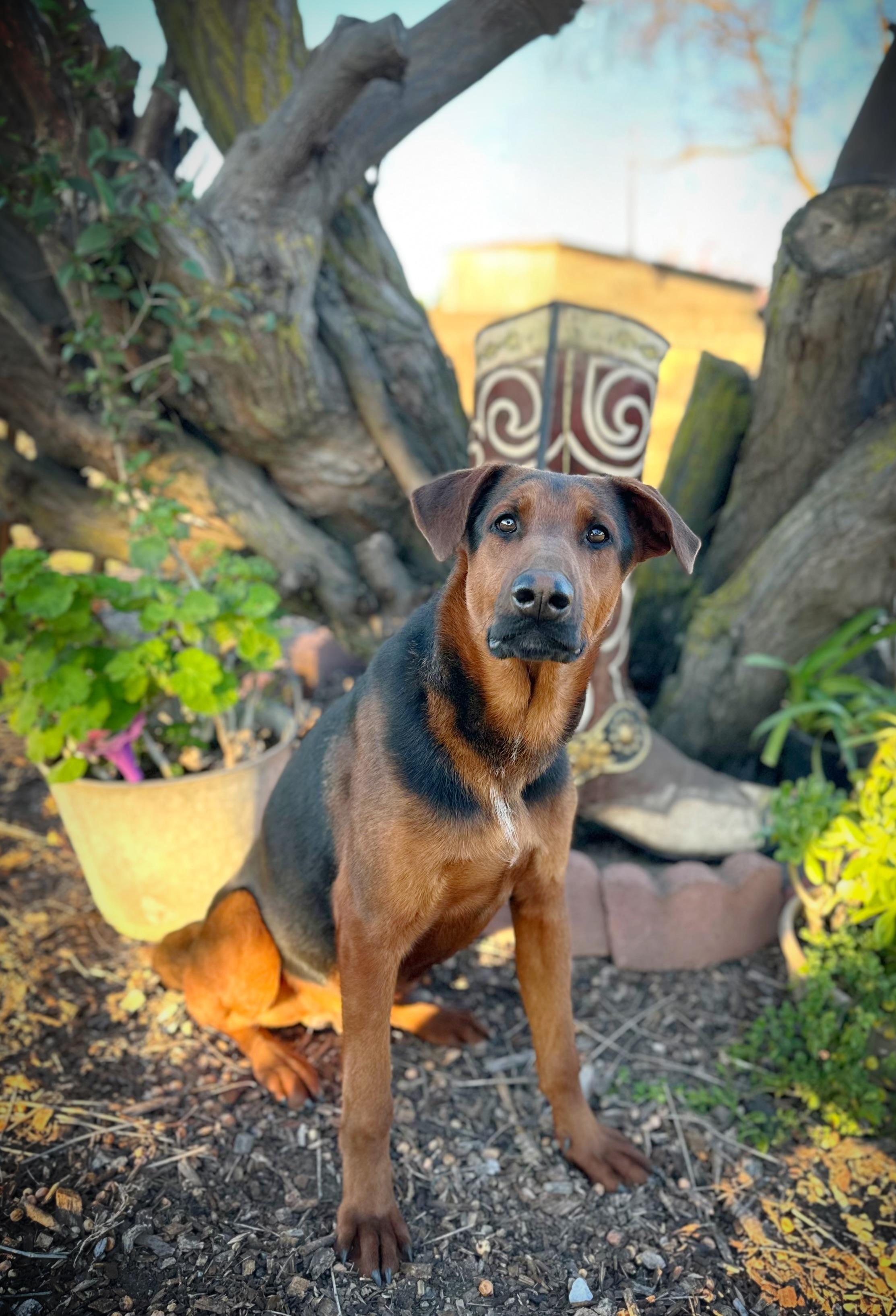 Kirby, ADOPTABLE, Adult Male Doberman Pinscher & German Shepherd Dog.