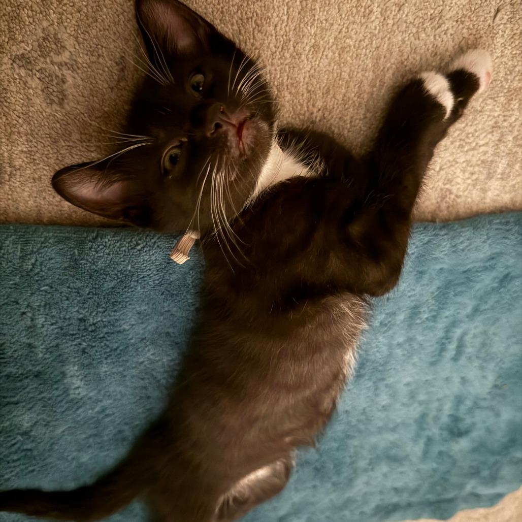Graham Cracker 7, Adoptable, Kitten Male Domestic Short Hair.