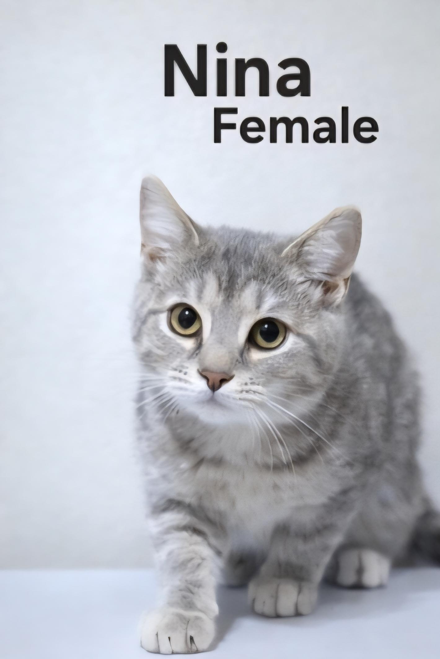 Nina, adopted, Kitten Female Domestic Short Hair.