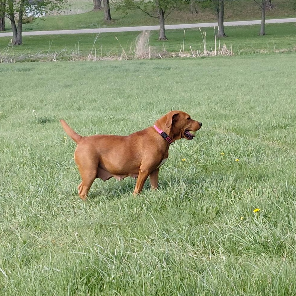 Enlarge Brandy, an adopted Labrador Retriever in Muncie, IN image 4/5