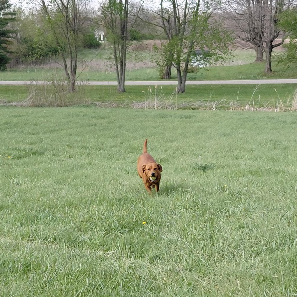 Enlarge Brandy, an adopted Labrador Retriever in Muncie, IN image 2/5