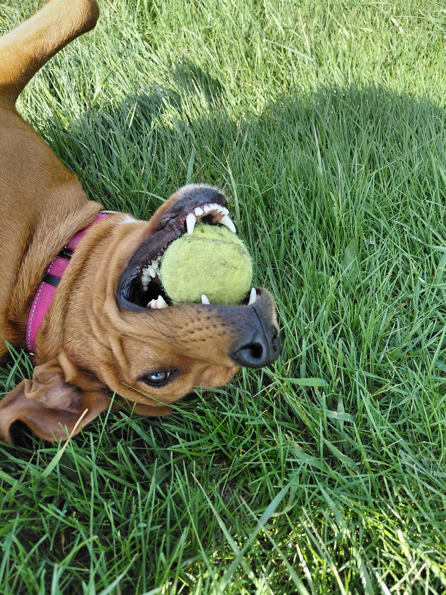Enlarge Brandy, an adopted Labrador Retriever in Muncie, IN image 3/5