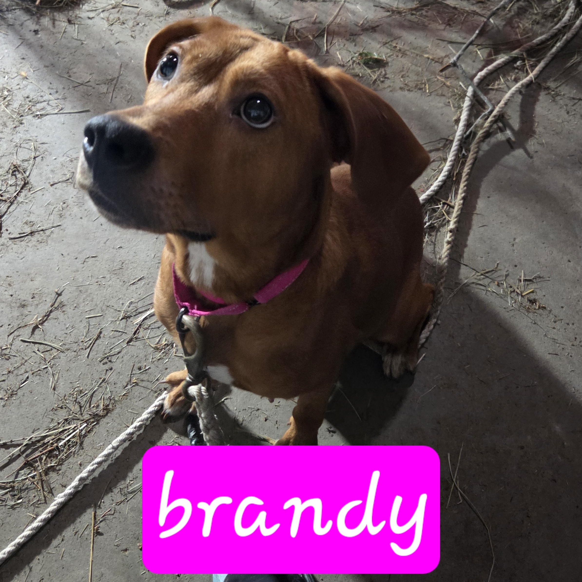 Enlarge Brandy, an adopted Labrador Retriever in Muncie, IN image 5/5