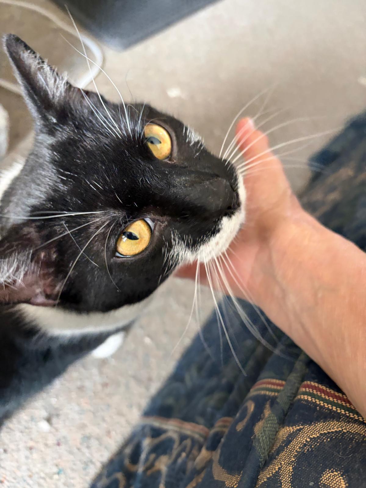 Enlarge Oreo, a Adoptable Domestic Short Hair in Brooklyn, NY image 4/5