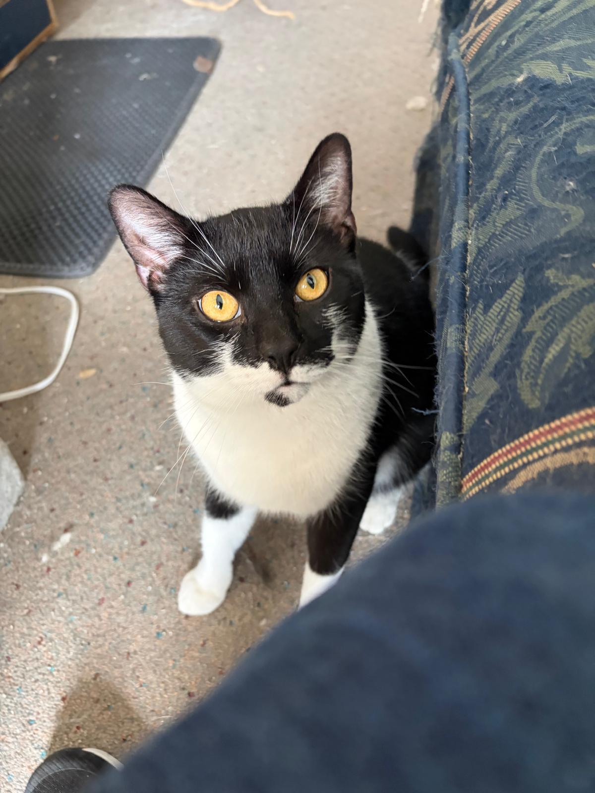Oreo, Adoptable, Young Male Domestic Short Hair.