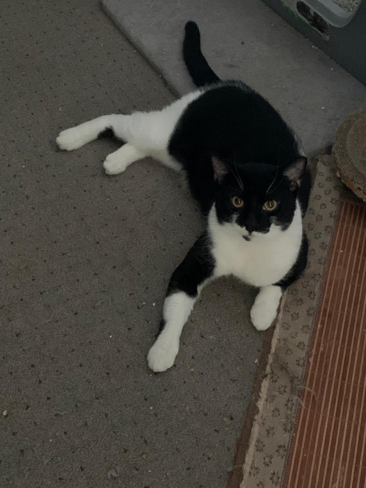 Enlarge Oreo, a Adoptable Domestic Short Hair in Brooklyn, NY image 5/5