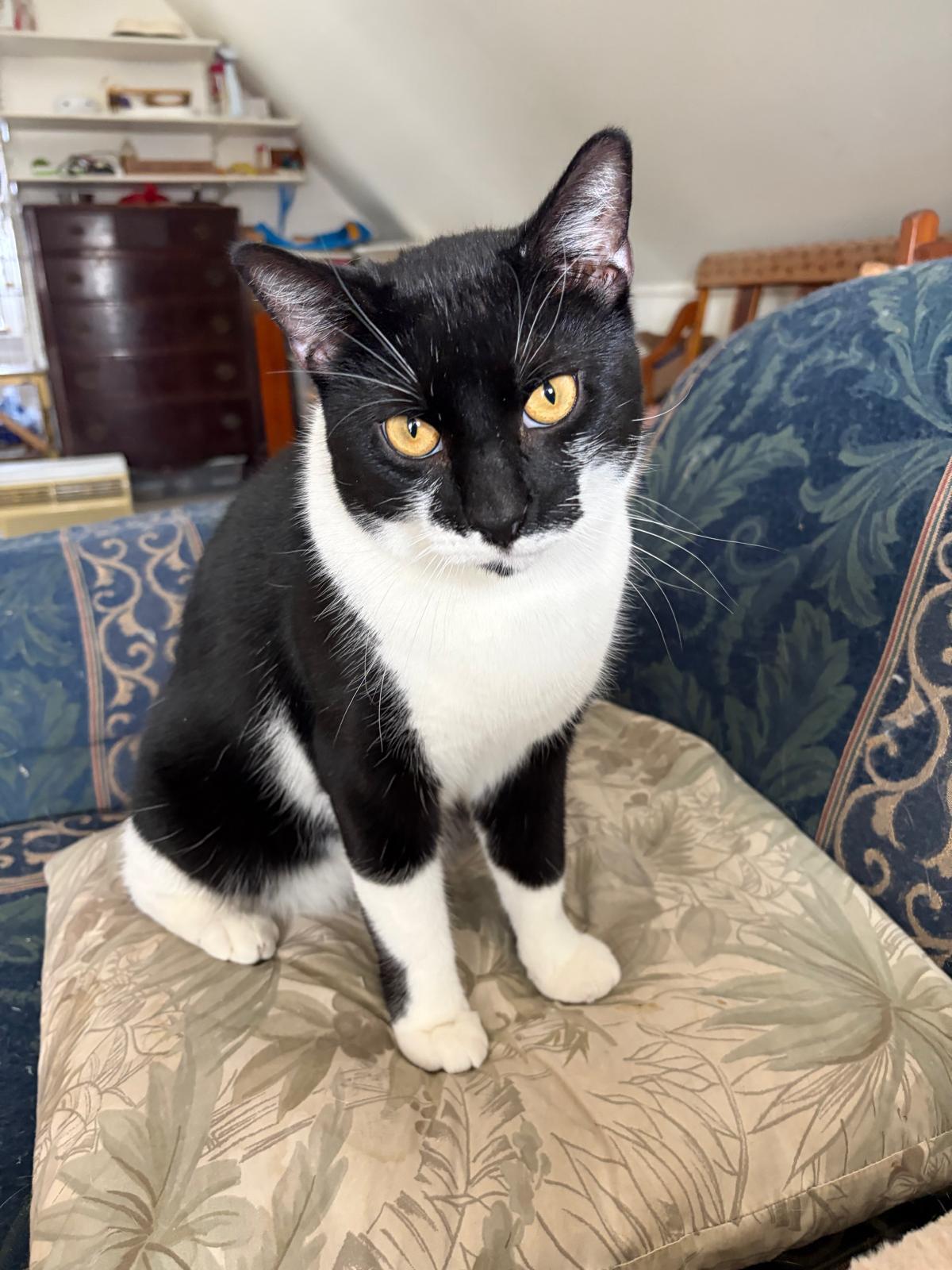 Enlarge Oreo, a Adoptable Domestic Short Hair in Brooklyn, NY image 3/5