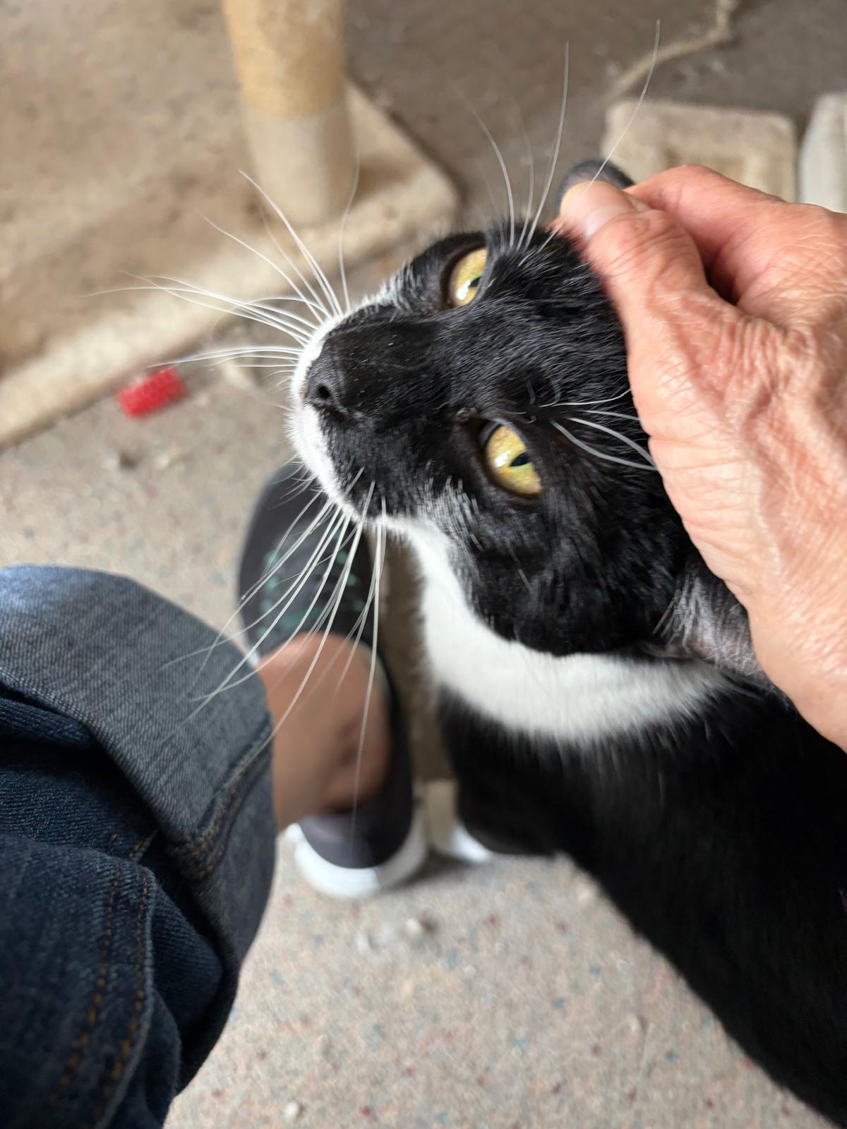 Enlarge Oreo, a Adoptable Domestic Short Hair in Brooklyn, NY image 2/5