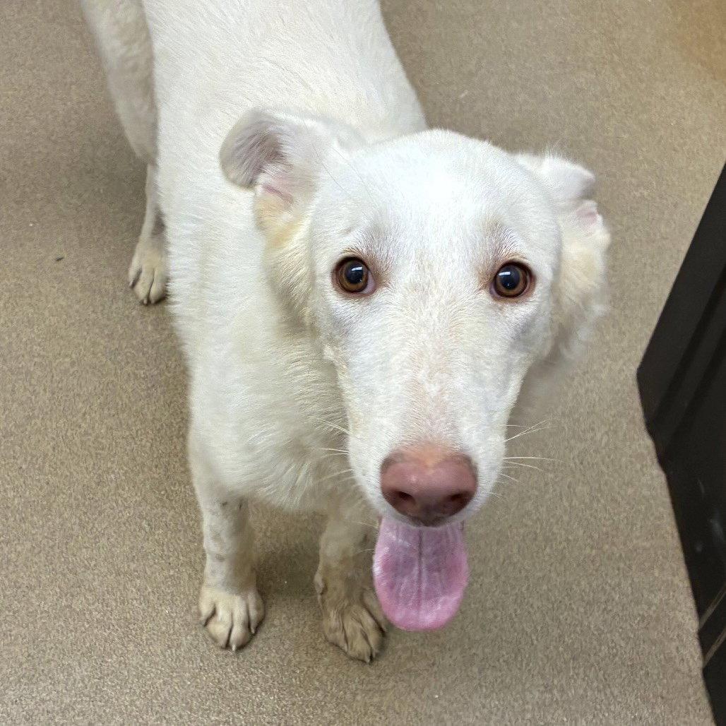 Islarose GCH, Adoptable, Adult Female Husky & White German Shepherd.