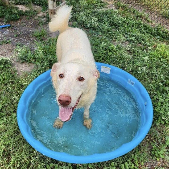 Enlarge Islarose GCH, a Adoptable mixed breed in Rockaway, NJ image 2/3