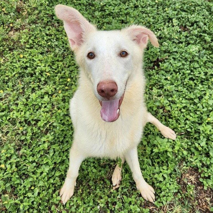 Enlarge Islarose GCH, a Adoptable mixed breed in Rockaway, NJ image 3/3