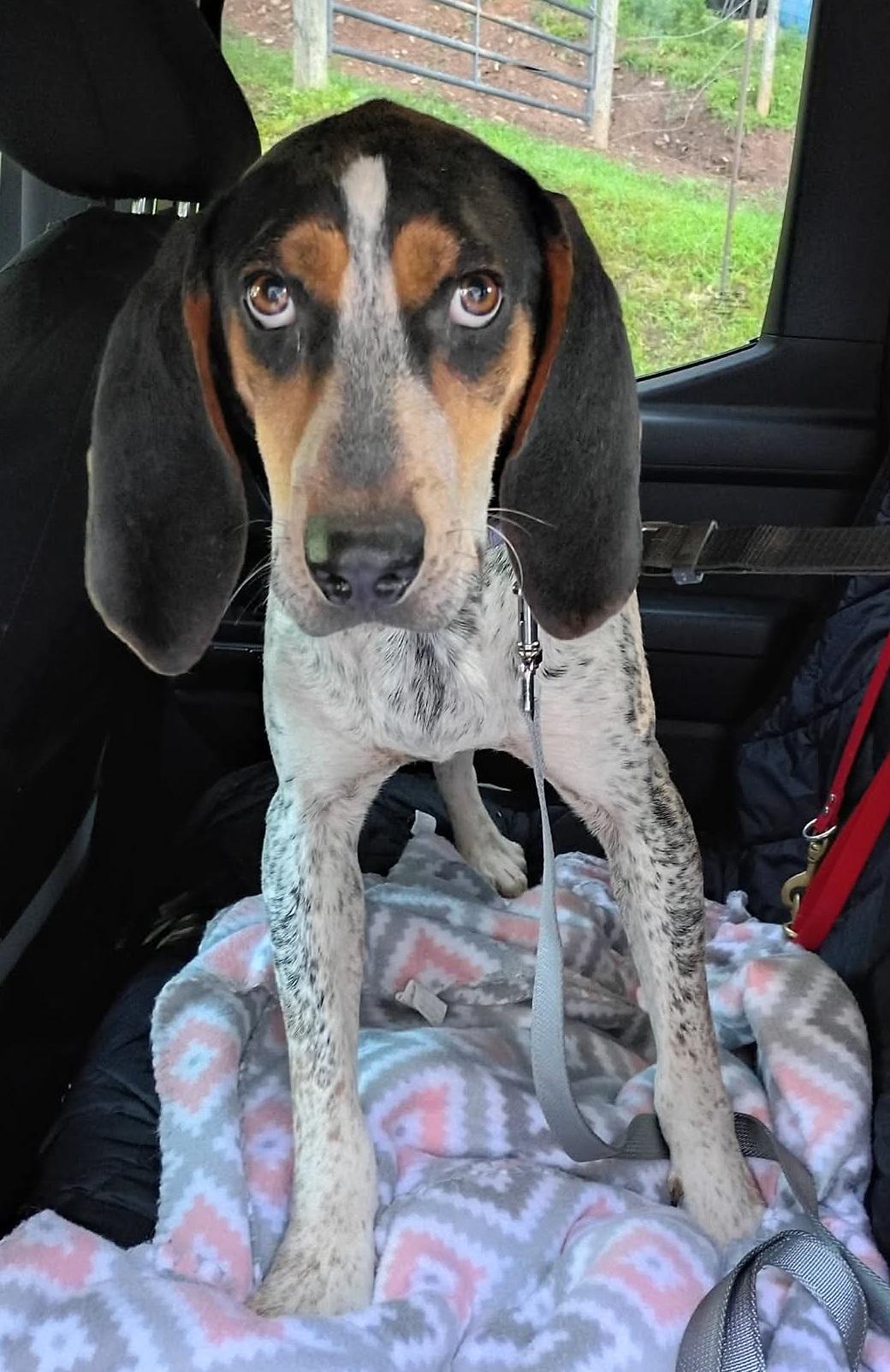 Radar, a ADOPTABLE Bluetick Coonhound in Lexington, MA image 3/5