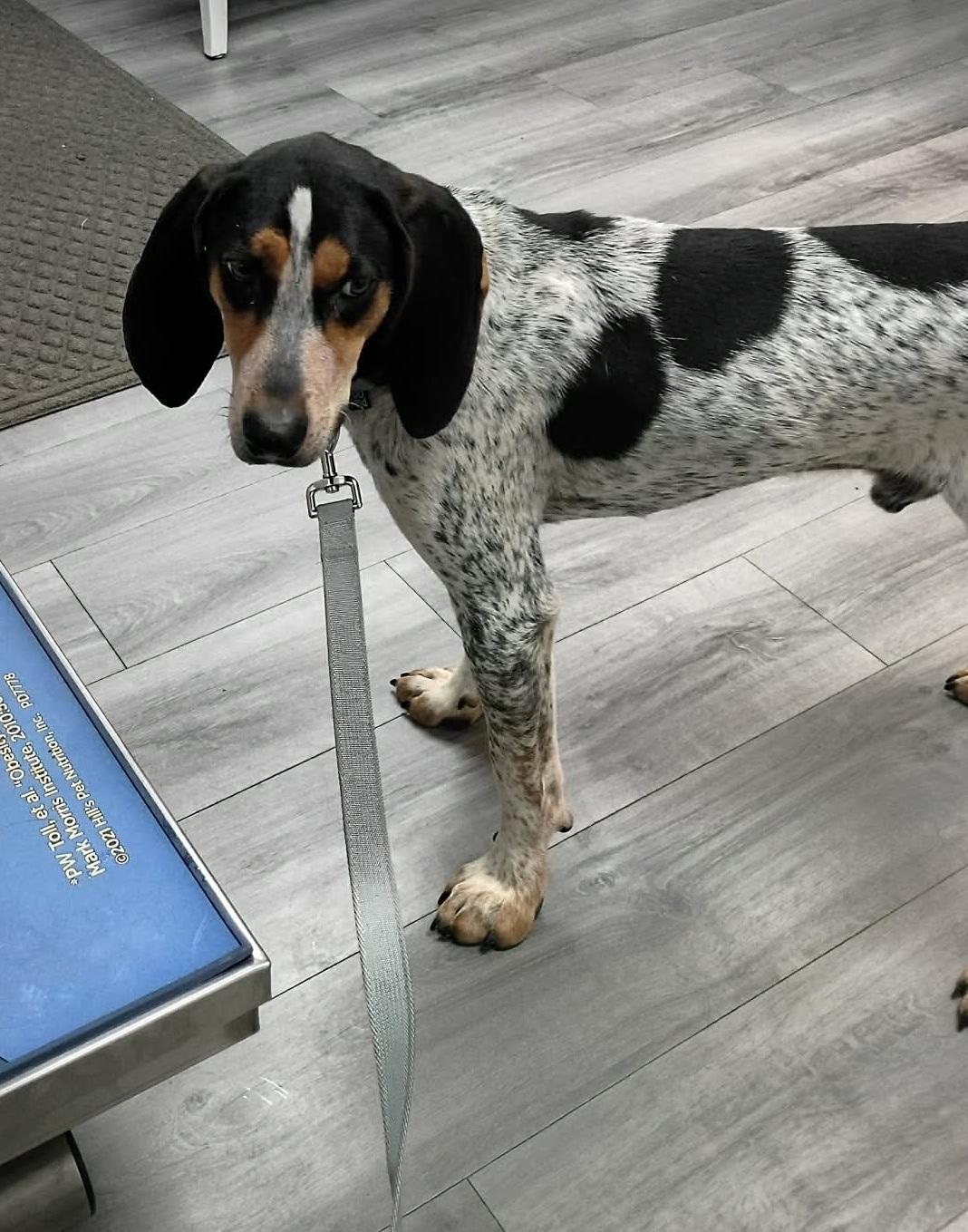 Radar, a ADOPTABLE Bluetick Coonhound in Lexington, MA image 5/5