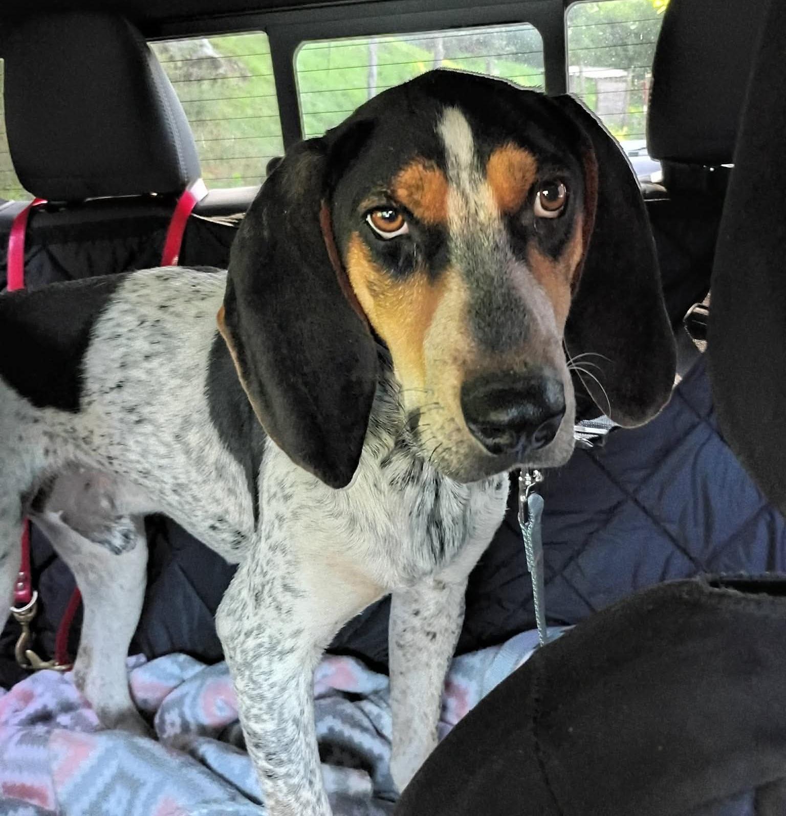 Radar, a ADOPTABLE Bluetick Coonhound in Lexington, MA image 4/5