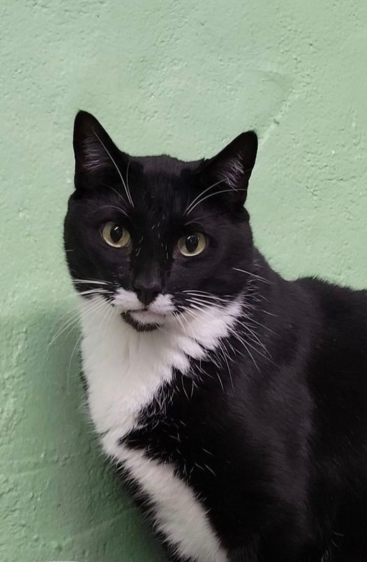 Tiny, a Adoptable Domestic Short Hair in Freeport, NY image 4/6