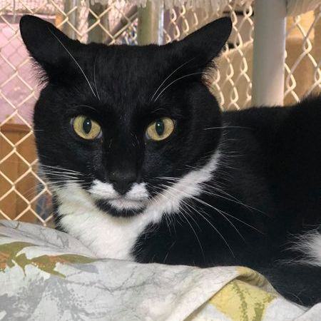 Tiny, a Adoptable Domestic Short Hair in Freeport, NY image 5/6