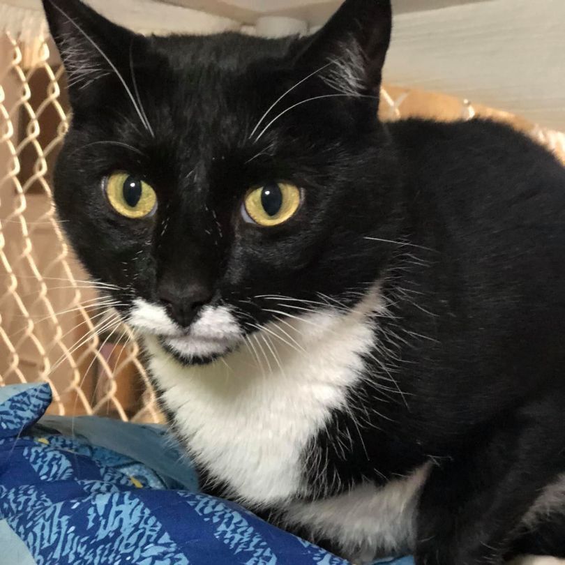 Tiny, a Adoptable Domestic Short Hair in Freeport, NY image 3/6