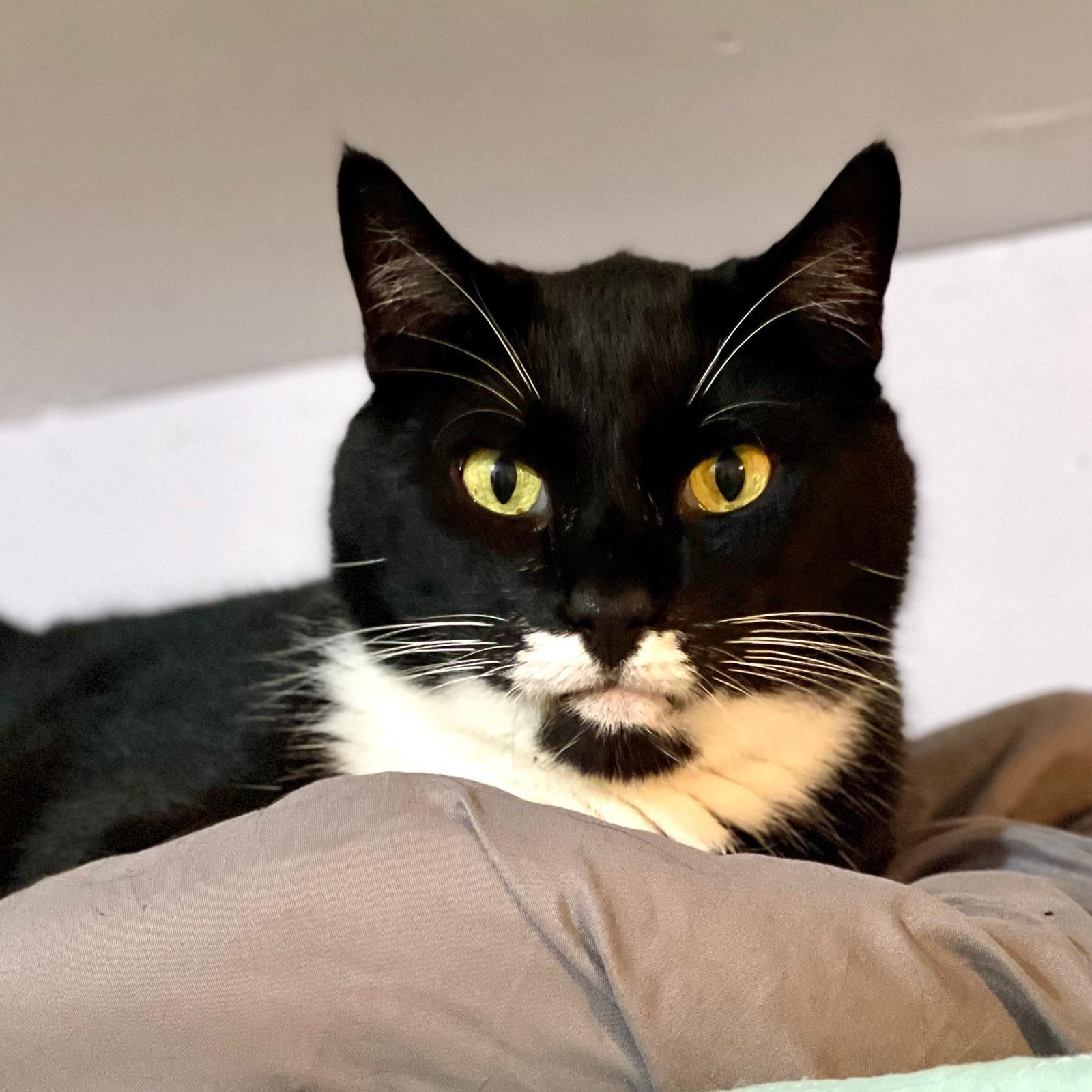 Tiny, a Adoptable Domestic Short Hair in Freeport, NY image 2/6