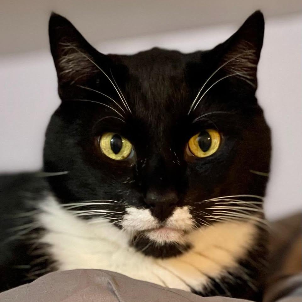 Tiny, a Adoptable Domestic Short Hair in Freeport, NY image 1/6