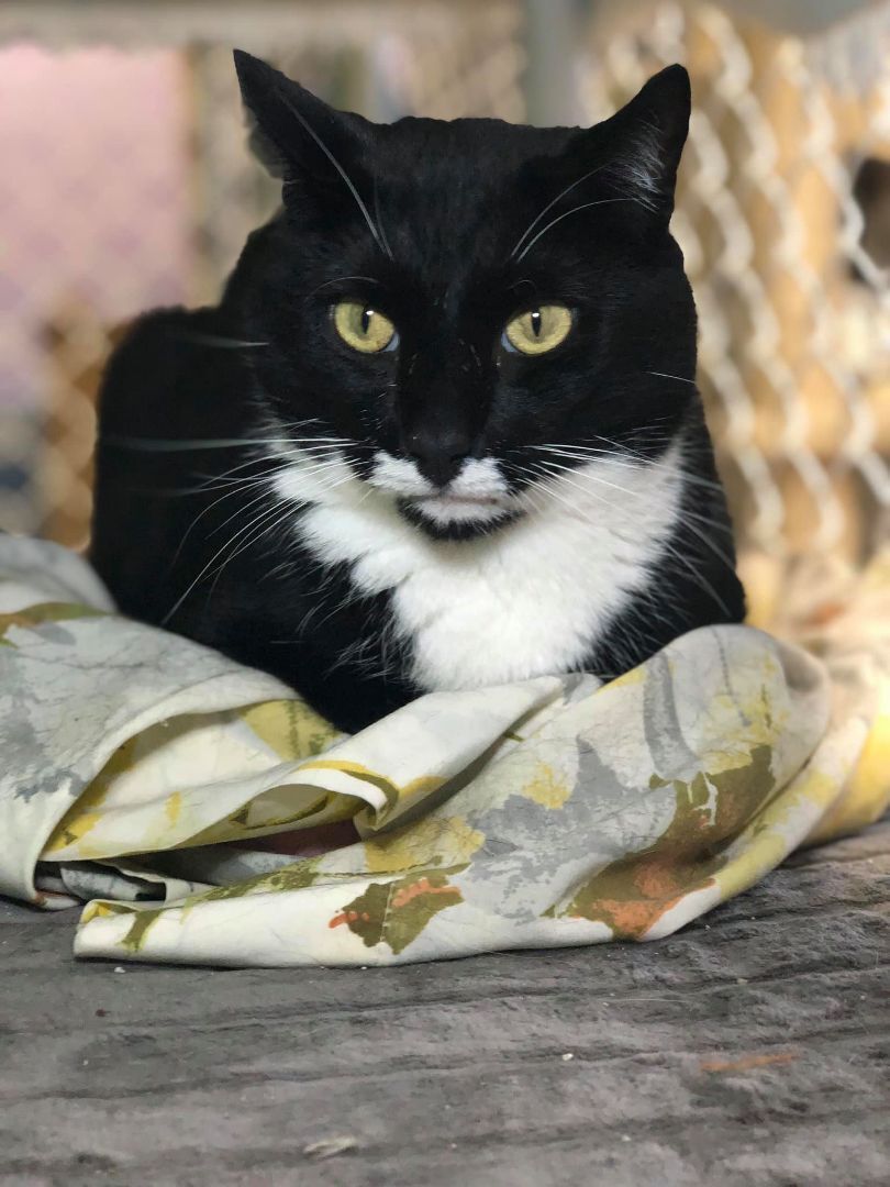 Tiny, a Adoptable Domestic Short Hair in Freeport, NY image 6/6